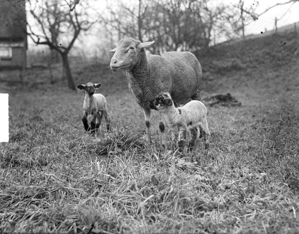 Twee lammetjes bij Boer de Koop Gemeente Lopik, Bestanddeelnr 904-3137