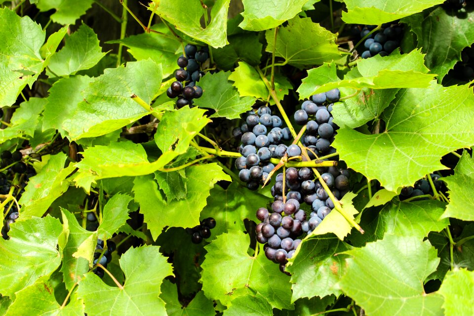 Fruit harvest outdoors