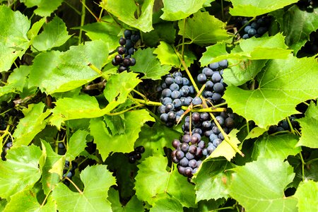 Fruit harvest outdoors