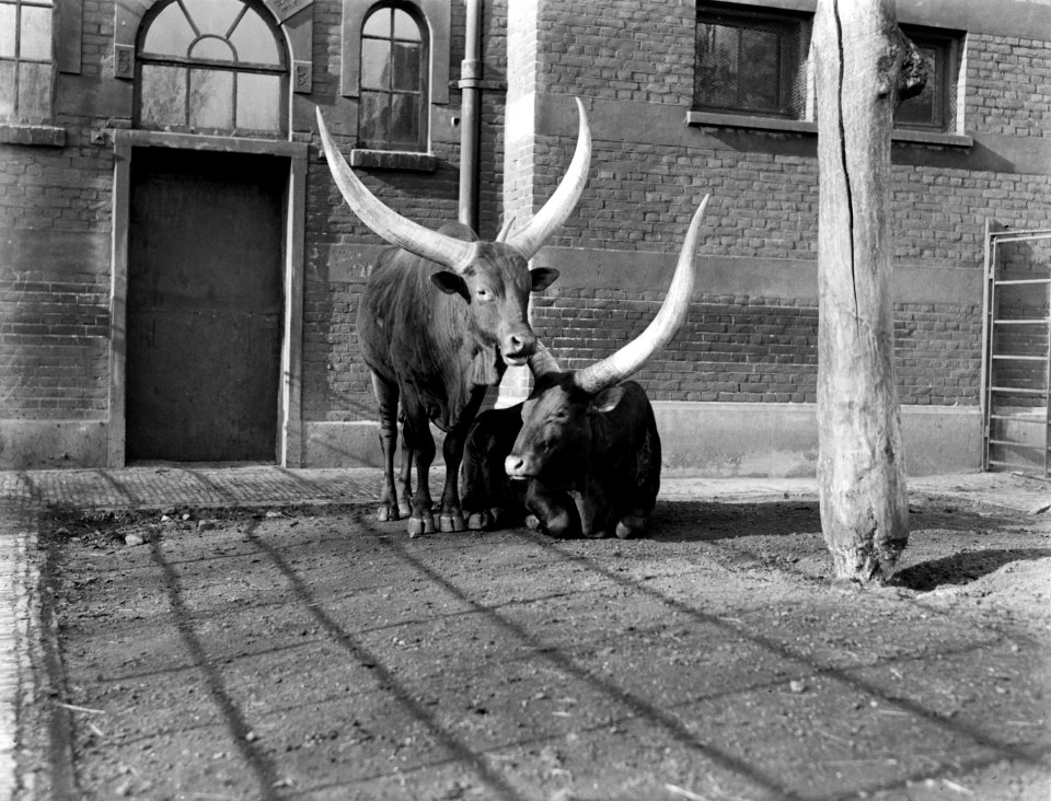 Twee Afrikaanse runderen in Artis, Bestanddeelnr 189-0131