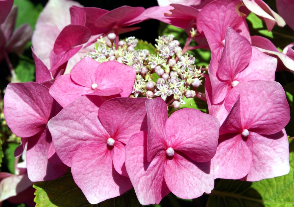 Garden summer petal