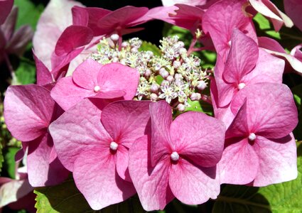 Garden summer petal