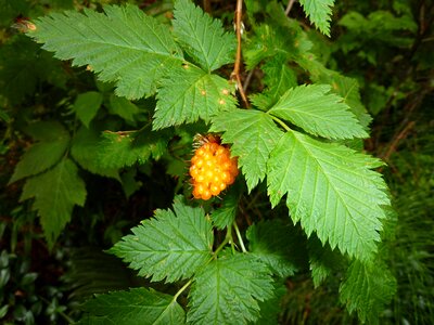 Raspberry edge of the woods herbs