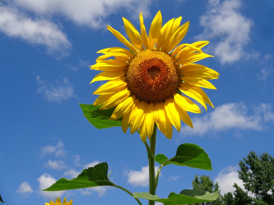 Sunflower flower summer