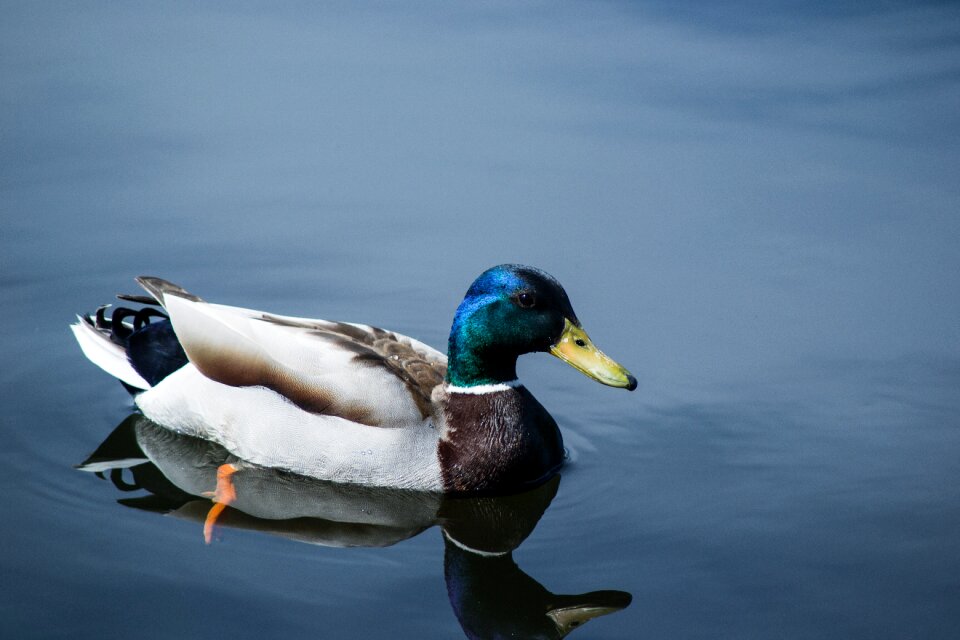 Duck lake reflection