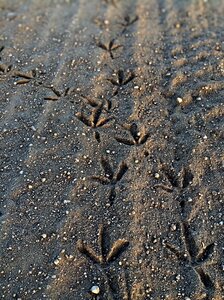 Footprint bird nature photo
