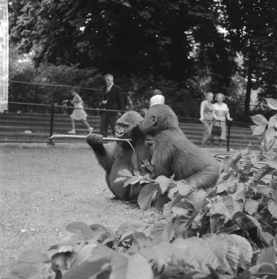 Twee gorillas voor Artis, Banja en Tembo, Bestanddeelnr 916-6439
