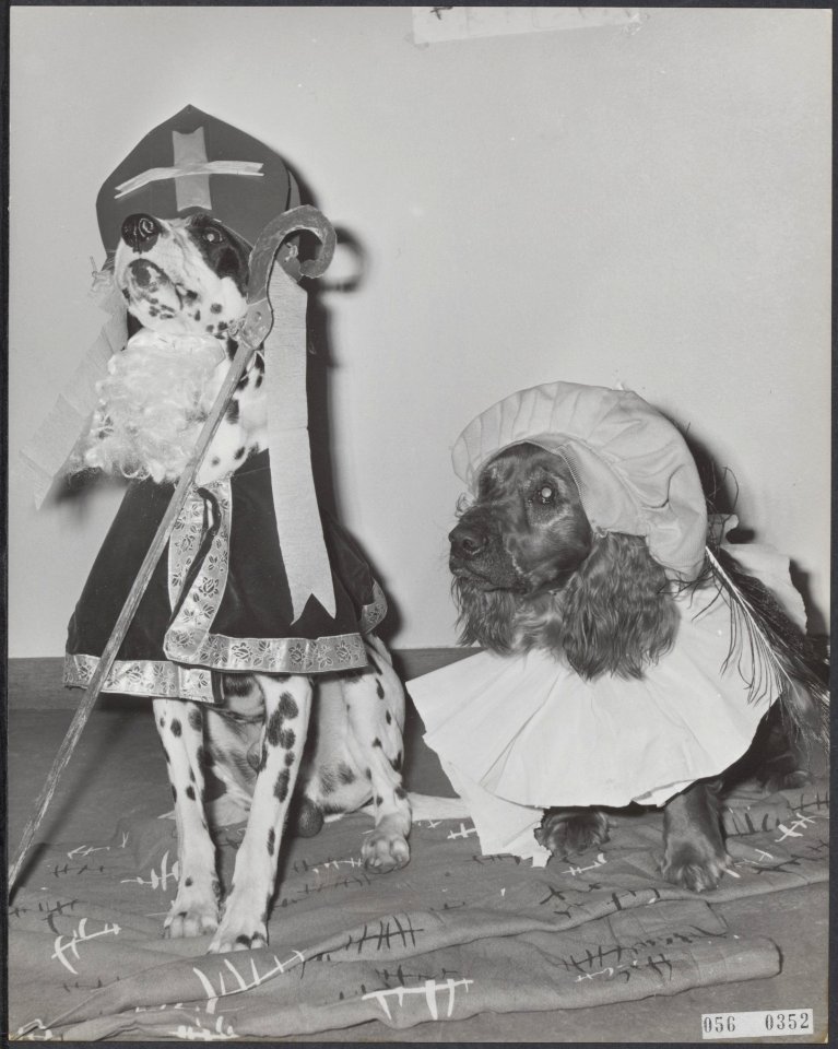 Twee honden verkleed als Sinterklaas en Zwarte Piet, Bestanddeelnr 056-0352