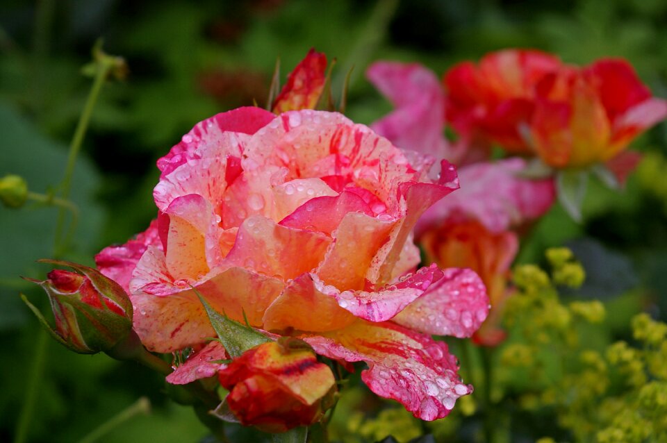Bloom yellow red rose