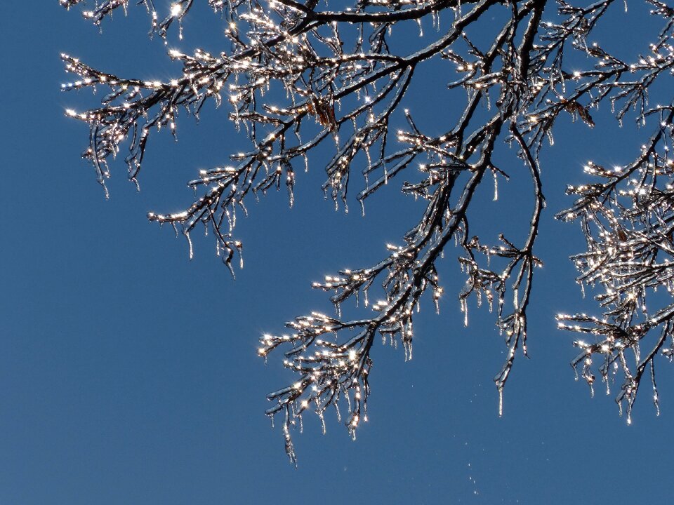 Tree frozen light photo