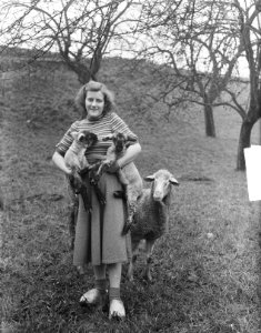 Twee lammetjes bij Boer de Koop Gemeente Lopik, Bestanddeelnr 904-3135