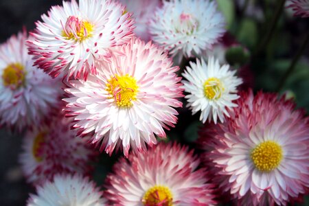 Nature color daisy photo