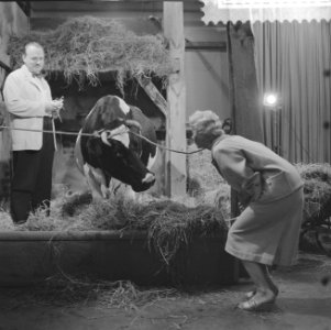 TVspel Claudia, scene tussen Dora Paulsen - bij een koe - en Guus Verstraete, Bestanddeelnr 910-5736