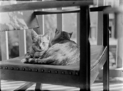 Twee katten op een stoel, Bestanddeelnr 252-0811