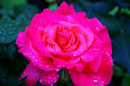 Floribunda rose bloom garden rose
