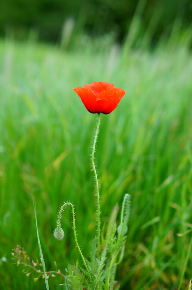 Red poppy flowers