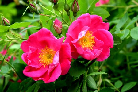 Rose bush blooming garden