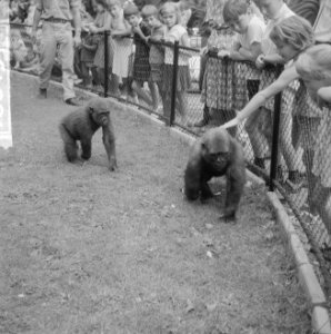 Twee gorillas voor Artis, Banja en Tembo, Bestanddeelnr 916-6437 photo