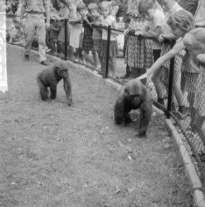 Twee gorillas voor Artis, Banja en Tembo, Bestanddeelnr 916-6437