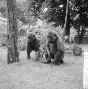 Twee gorillas voor Artis, Banja en Tembo tijdens hun kennismaking, Bestanddeelnr 916-6436