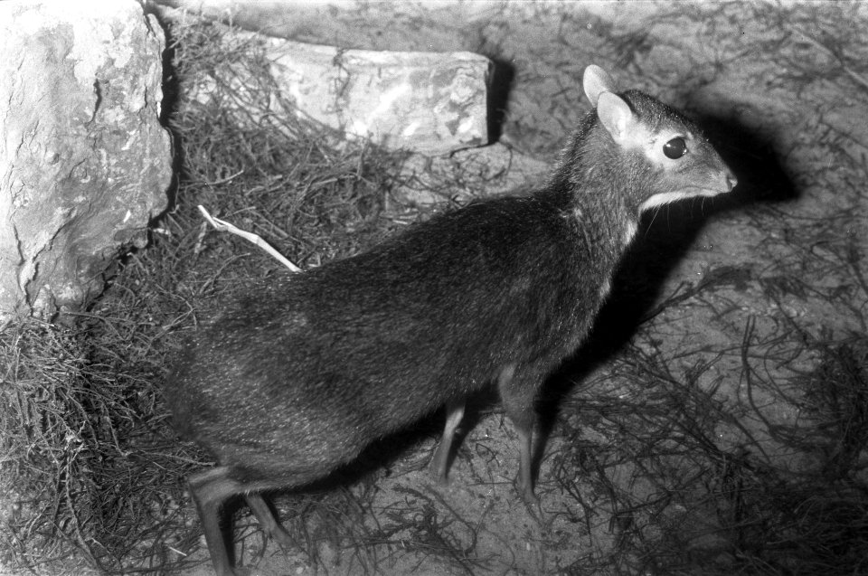 Twee Kantjils geboren in Artis, een van de Kantjils, Bestanddeelnr 926-1092