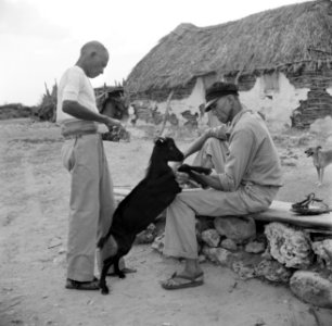 Twee mannen en een geit bij een cunucu-huisje, waarschijnlijk op Curaçao, Bestanddeelnr 252-3428