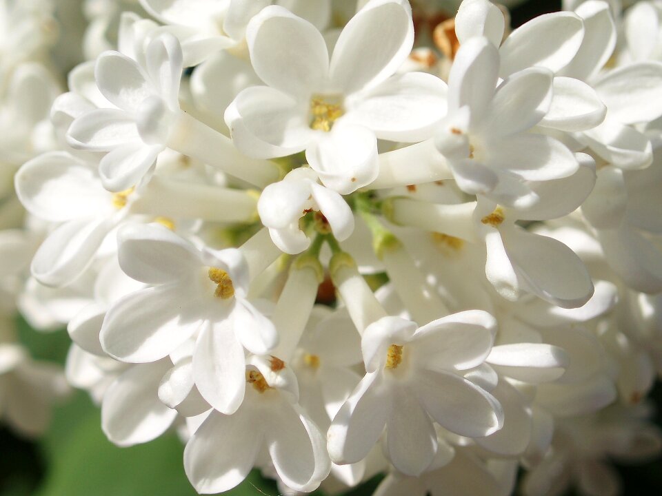 Lilacs white spring