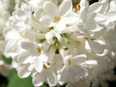 Lilacs white spring photo