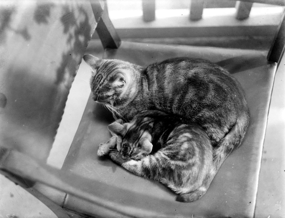 Twee katten op een stoel, Bestanddeelnr 252-0813