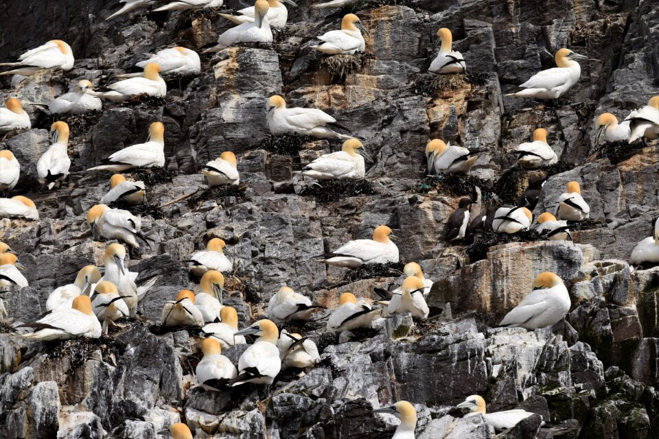 Bird lighthouse coastline