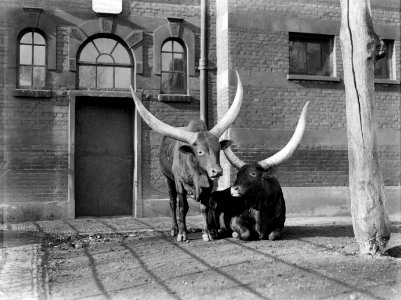 Twee Afrikaanse runderen in Artis, Bestanddeelnr 189-0132