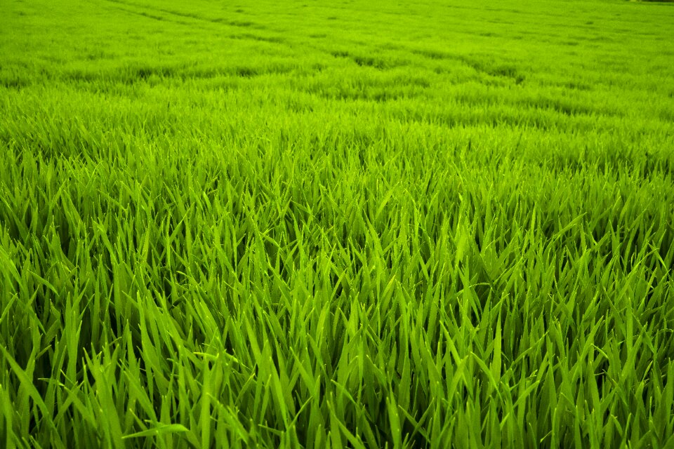 Juicy fresh nature