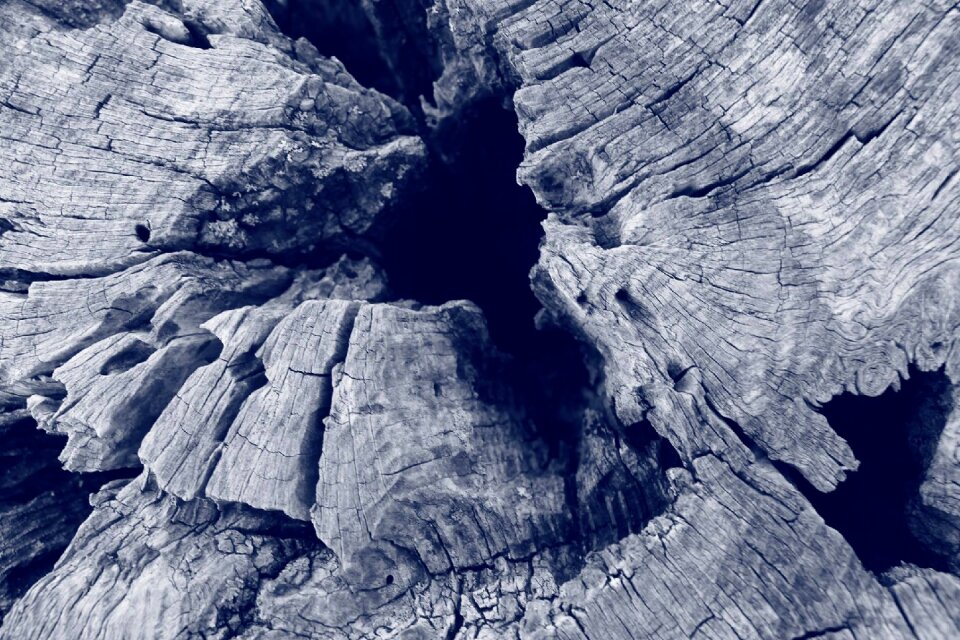 Tree tree section black and white