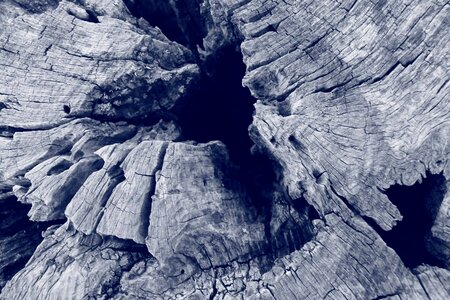 Tree tree section black and white
