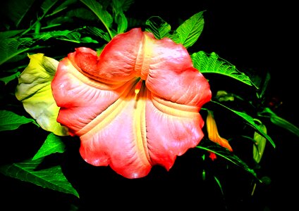 Bignoniaceae plants ornamental tree leaves