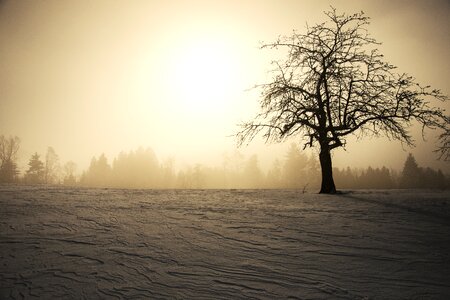 Tree wintry kahl