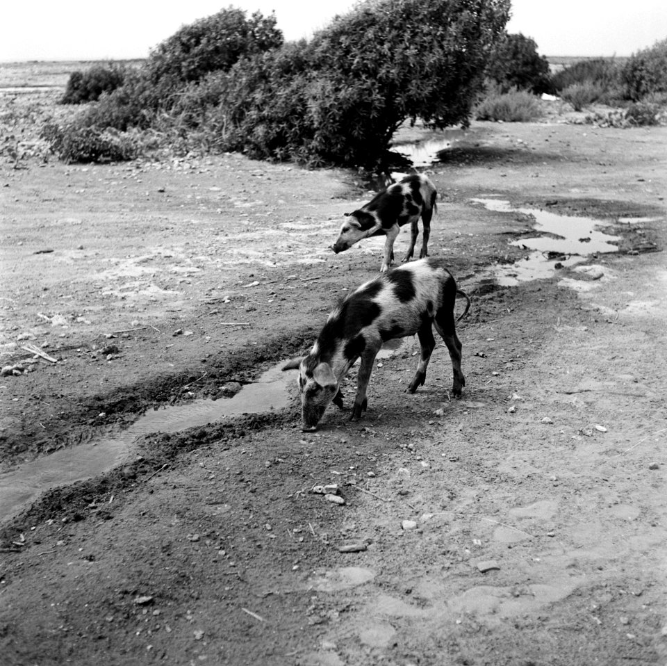Twee varkens, Bestanddeelnr 252-3442