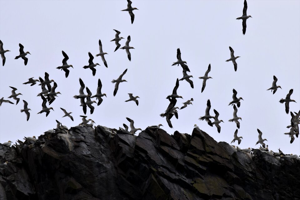 Seabird colony bird