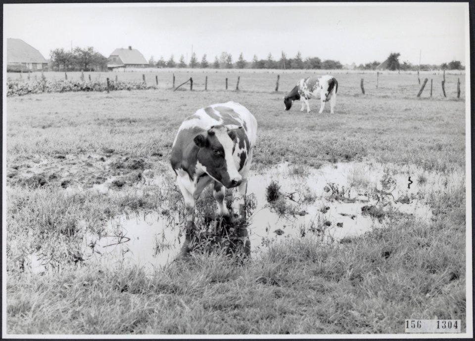Twee koeien in een drassig weiland, Bestanddeelnr 156-1304