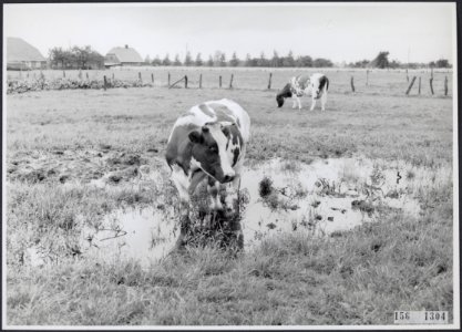 Twee koeien in een drassig weiland, Bestanddeelnr 156-1304