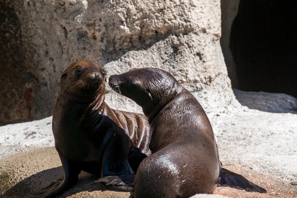 Wildlife young california