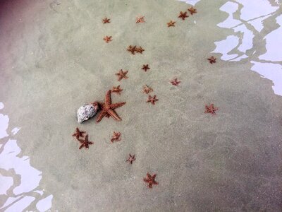 Stars fish beach
