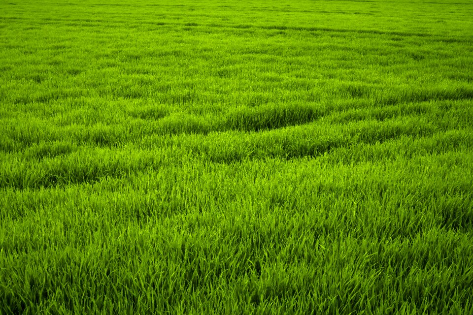 Juicy fresh nature