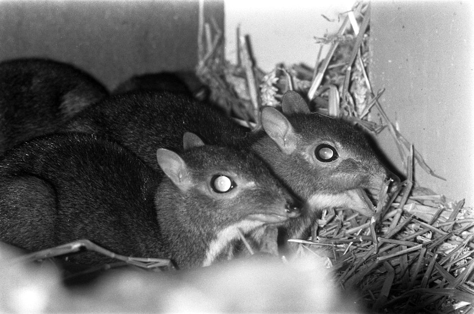 Twee Kantjils geboren in Artis, Bestanddeelnr 926-1091