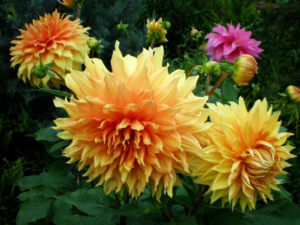 Summer garden orange flower