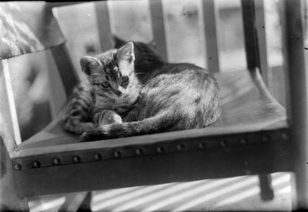 Twee katten op een stoel, Bestanddeelnr 252-0812