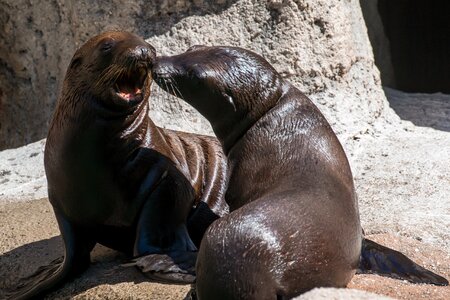 Wildlife young california