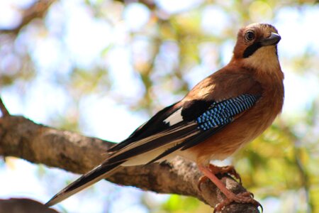 Bird jay corsican
