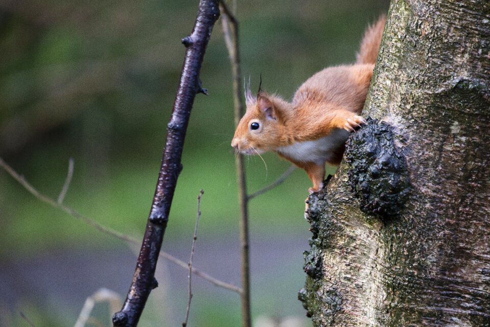 Sciurus vulgaris cute