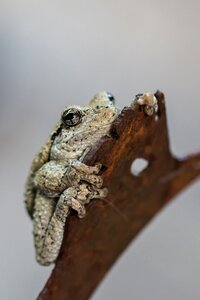 Frog eyes wildlife